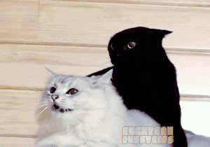 黑猫和白猫动态图片:猫猫