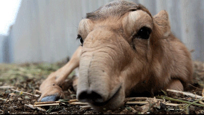 高鼻羚羊吃草动态图片
