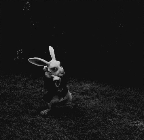 兔子的面包动画图片:兔子