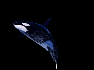 深海鲨鱼PNG图片