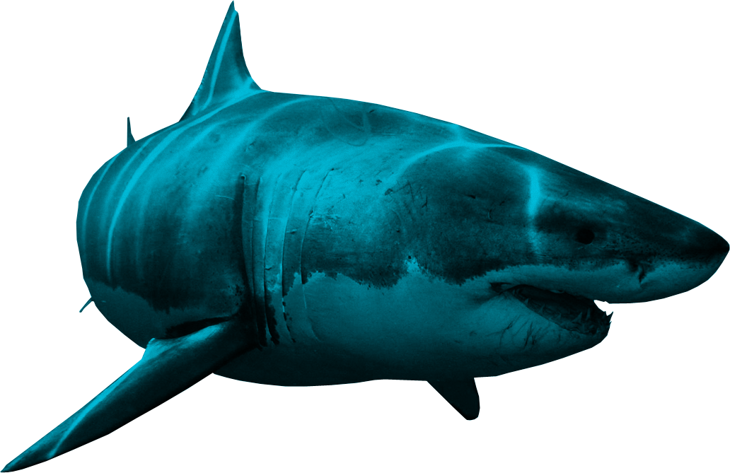 深海大鲨鱼PNG图片