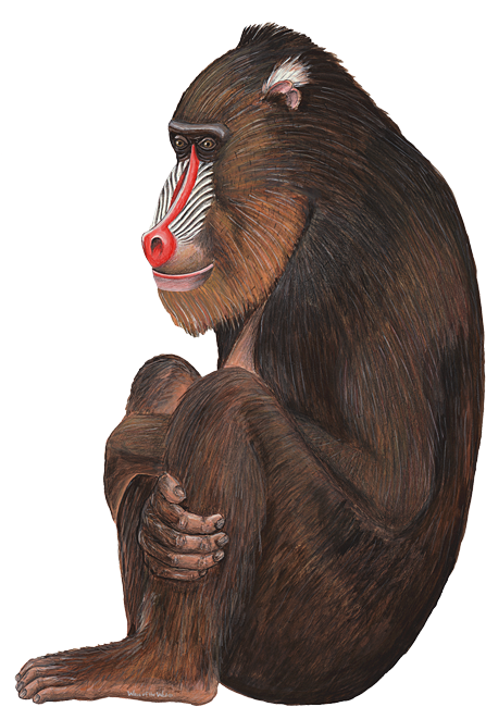 红鼻子大猩猩PNG图片