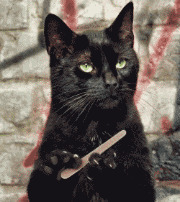 黑猫傲娇搞笑表情图:猫猫