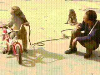 猴子踹主人搞笑图片:猴子