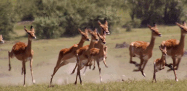 鹿群奔跑动态图:梅花鹿