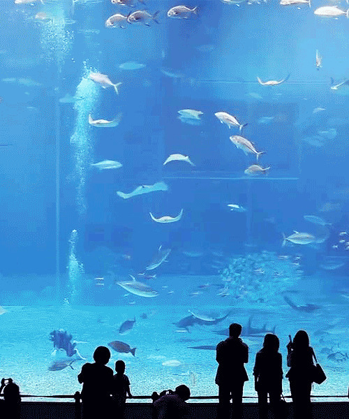 海洋馆看鱼gif图片:观赏鱼