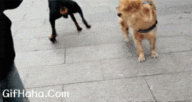 两只狗狗打架搞笑图片:狗狗