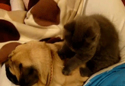狗狗享受按摩搞笑图片:猫猫,狗狗