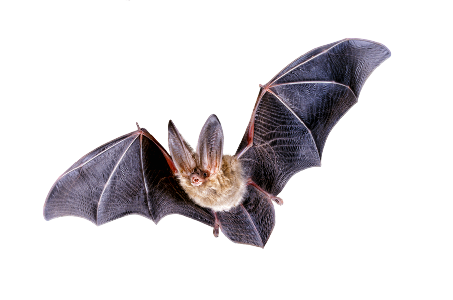 飞翔的蝙蝠PNG图片
