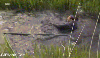 撑竿过河搞笑图片:落水
