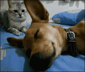 蠢狗起床搞笑图片:猫猫,狗狗