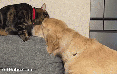温顺的大狗狗gif图片:猫猫,狗狗