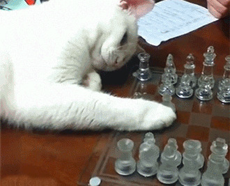 猫猫下棋搞笑图片