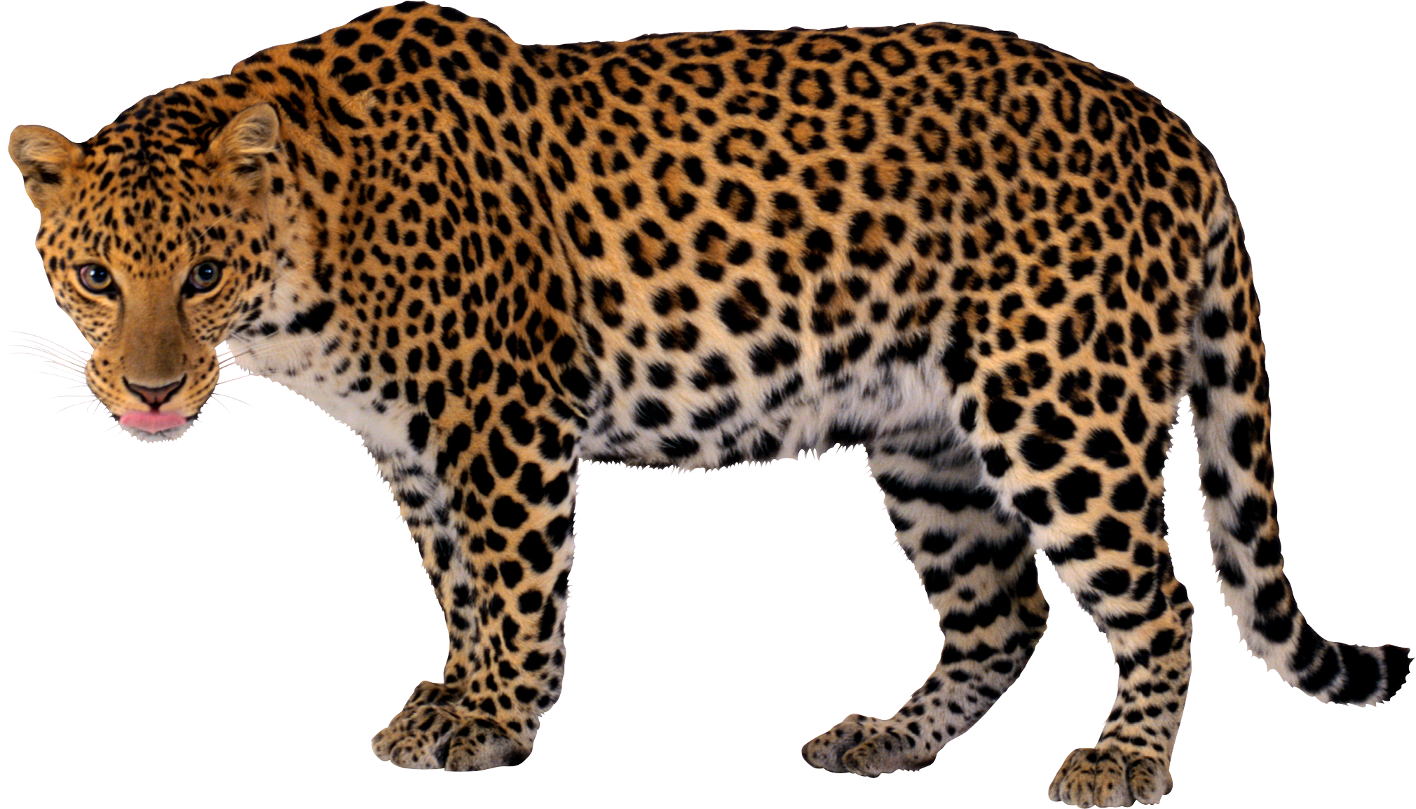 豹纹豹子PNG图片