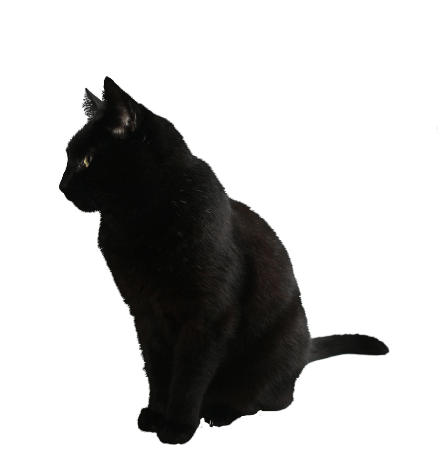 纯黑色猫猫PNG图片