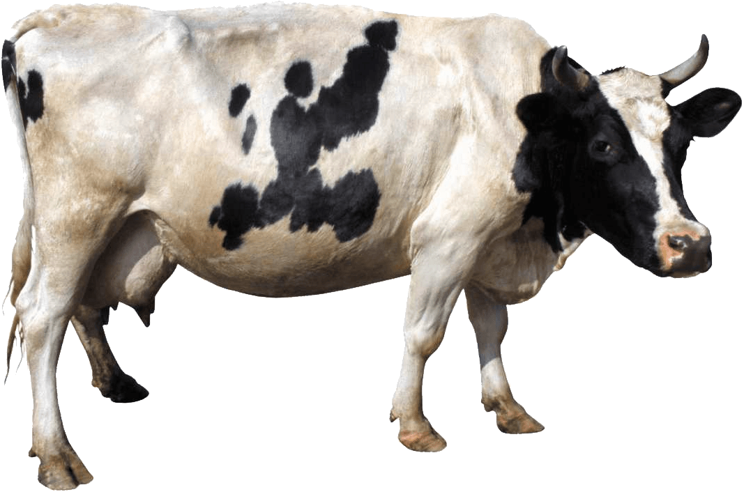 产奶奶牛PNG图片
