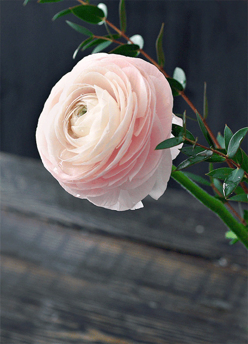 粉色玫瑰花唯美图片