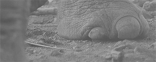 大象的脚动态图:大象