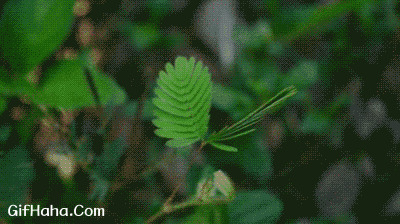 含羞草gif图片:植物