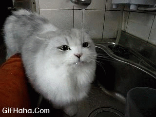 猫咪喝水搞笑图片