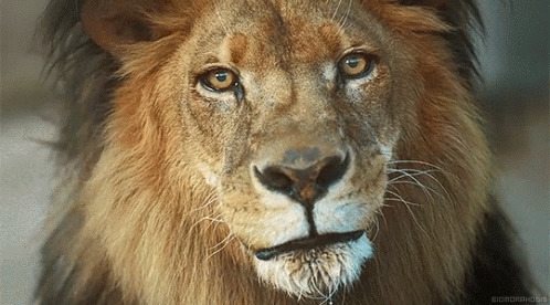 非洲雄狮动态图:狮子
