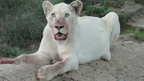 白狮子动态图:狮子