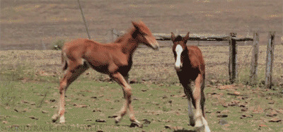 两匹马单挑gif图:骏马