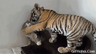 老虎爱小猫搞笑图片:老虎