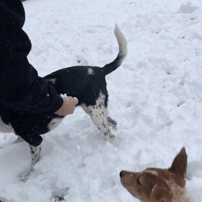 狗狗雪地玩耍gif图