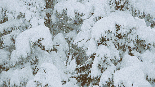 森林冬雪唯美图片:雪景
