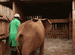 大象喝奶搞笑图片