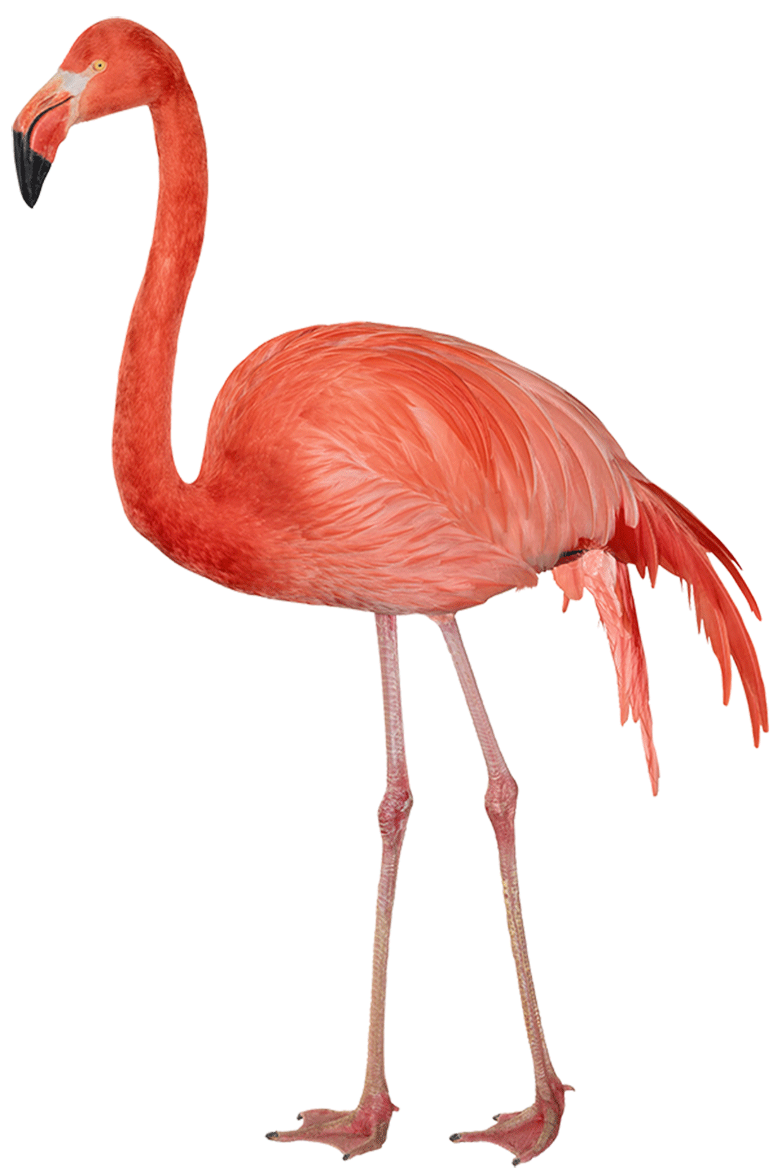 粉红色丹顶鹤PNG图片