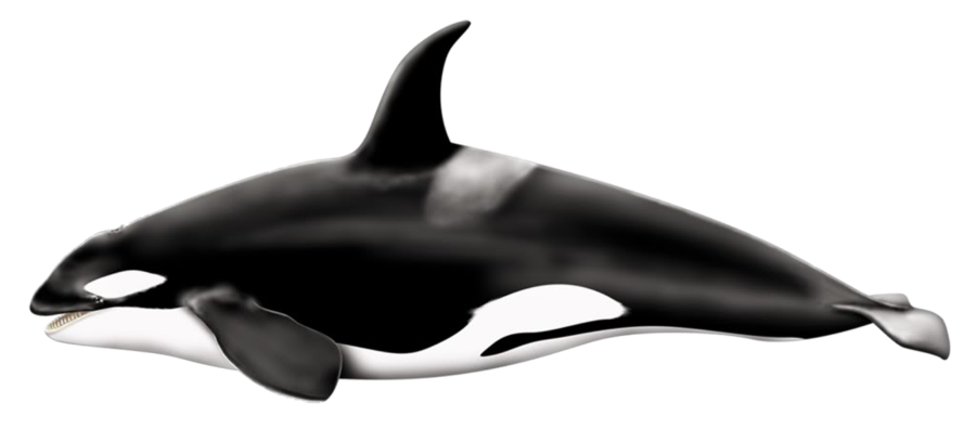 黑白鲨鱼PNG图片