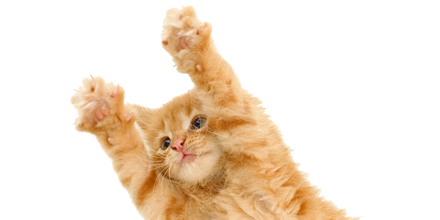 猫猫张牙舞爪PNG图片
