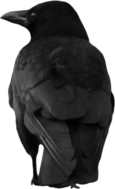 黑色乌鸦背影PNG图片