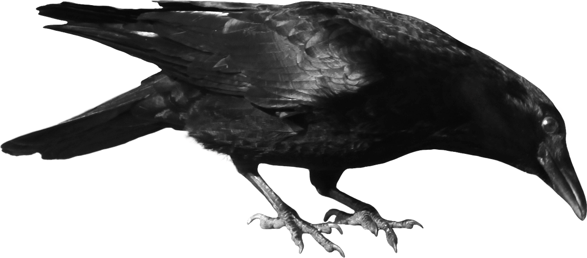 黑色乌鸦PNG图片