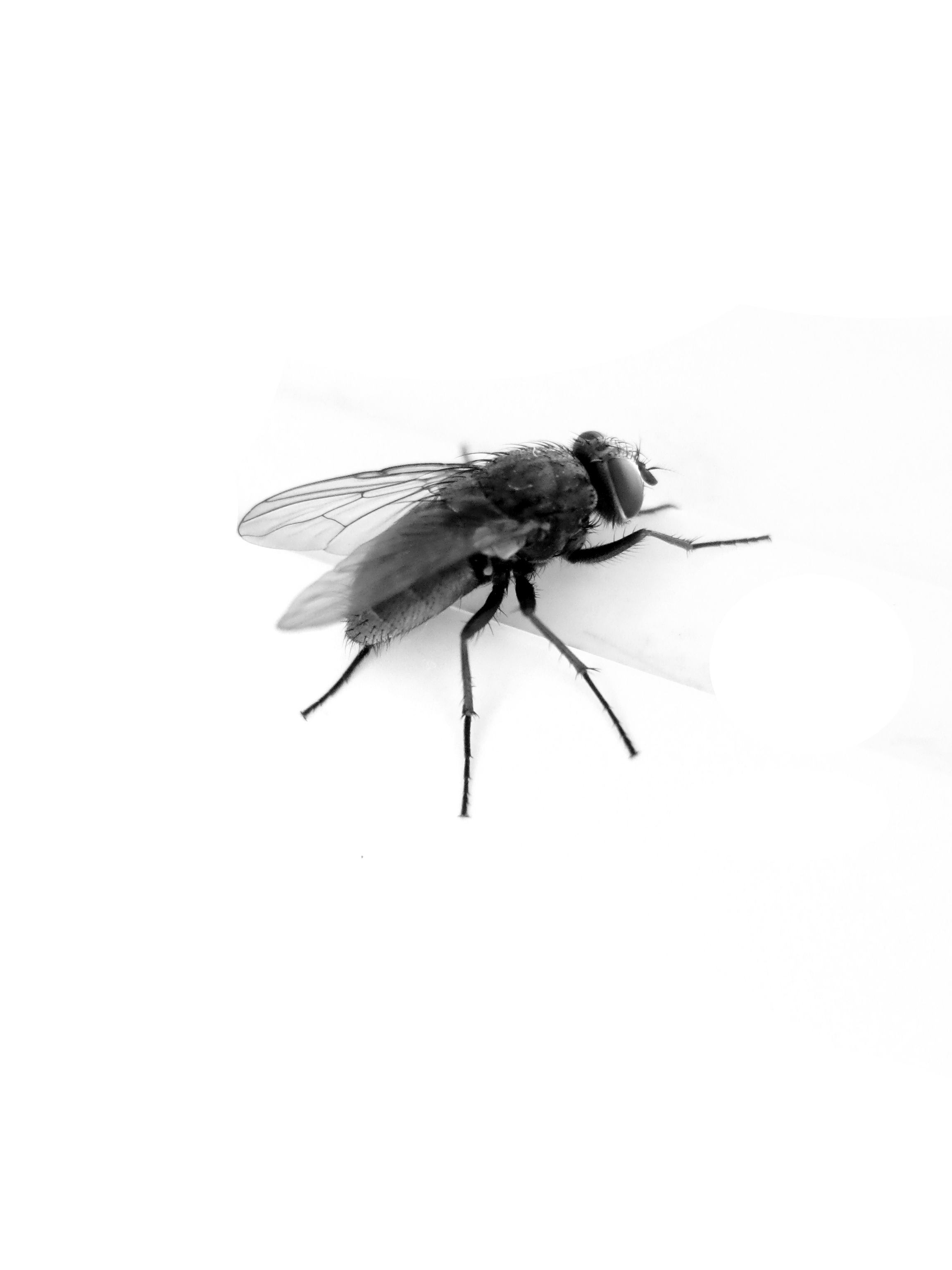 黑白蜜蜂PNG图片