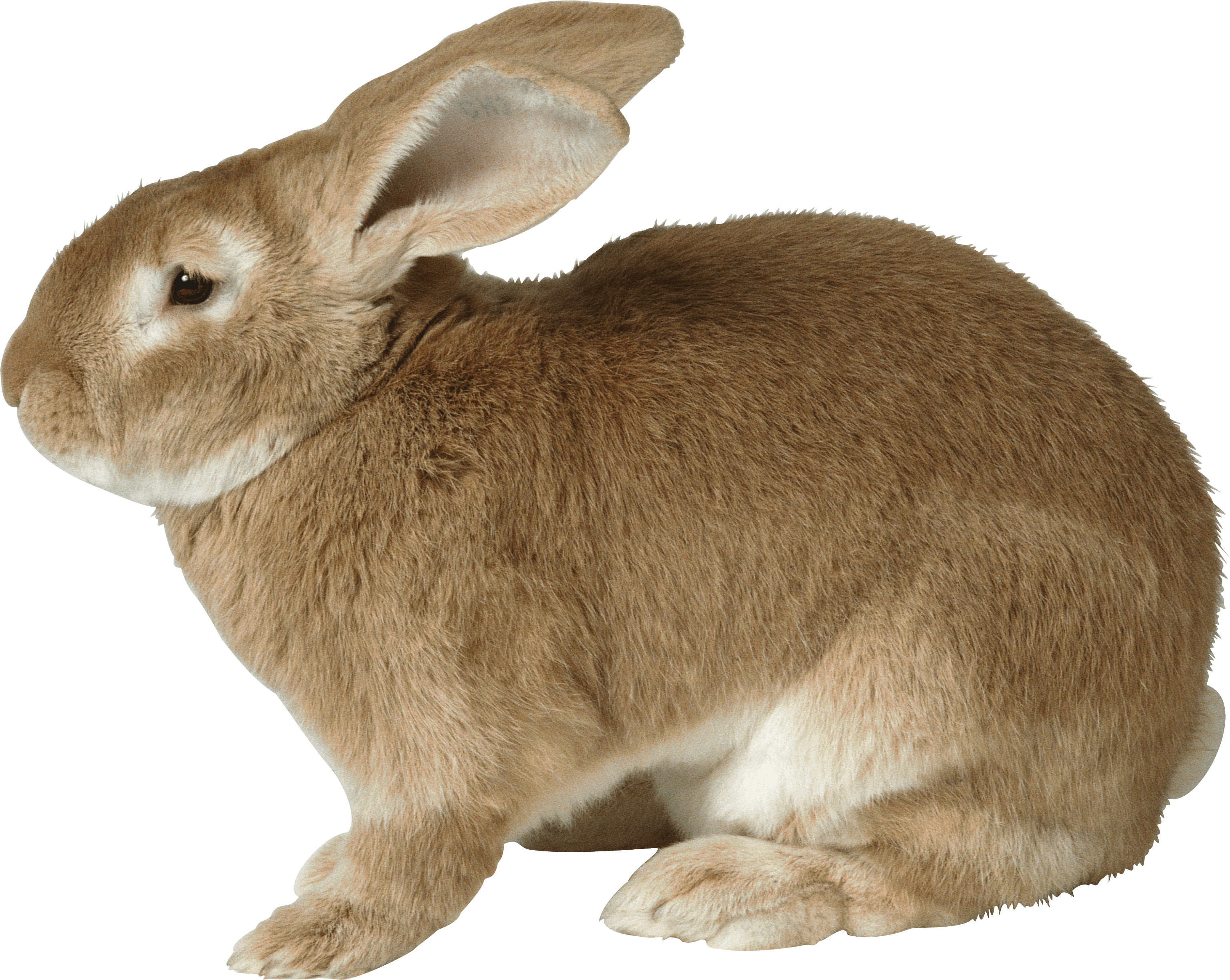 棕色肉兔PNG图片