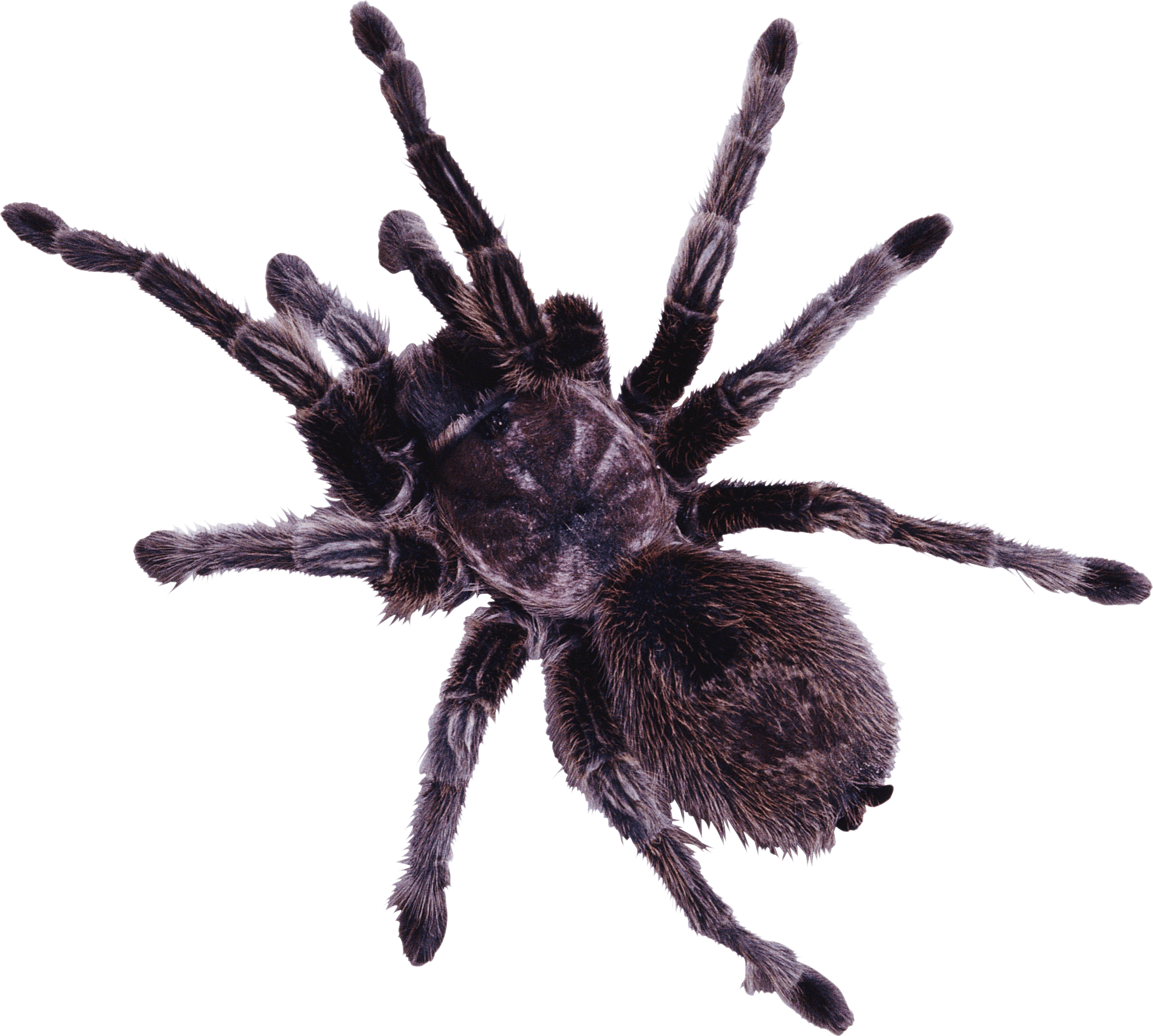 毒蜘蛛PNG图片