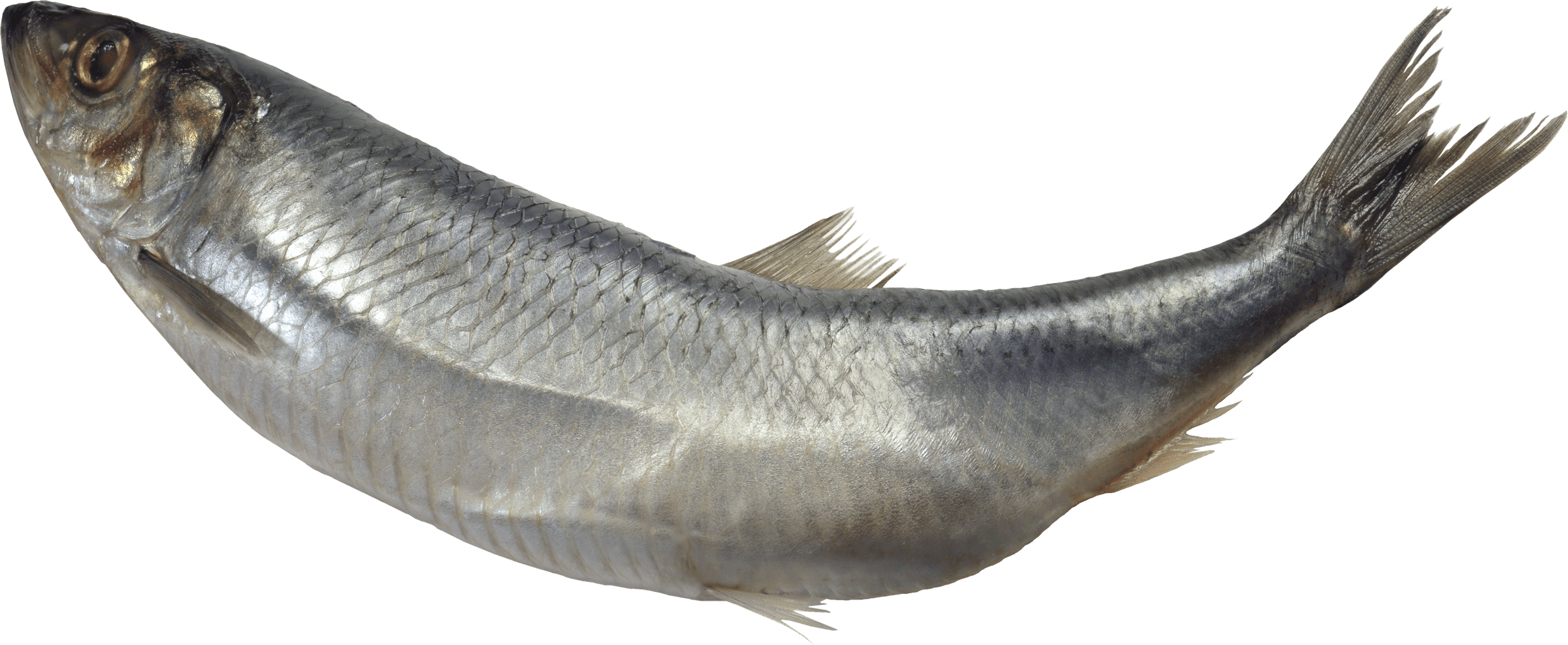 白鲢鱼PNG图片
