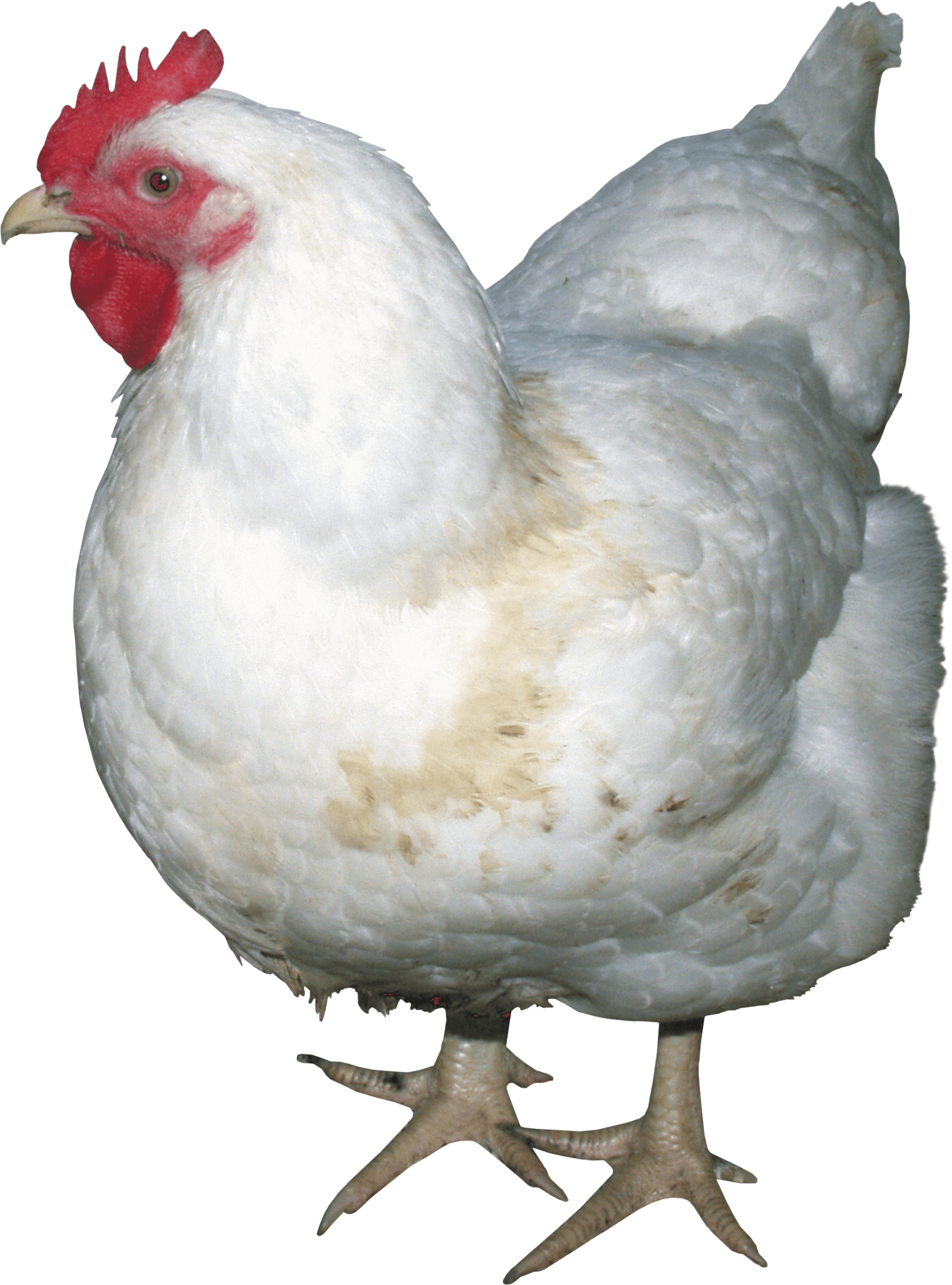 白色老母鸡PNG图片