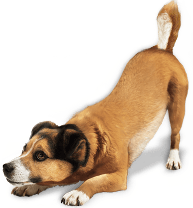 棕色狗狗PNG图片