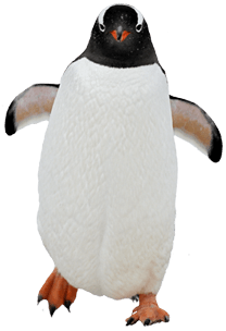 企鹅散步PNG图片