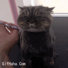 大萌猫剪毛搞笑图片:猫猫
