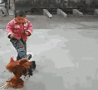 小孩公鸡打架搞笑图片:公鸡