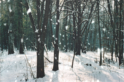 密林暴雪唯美图片