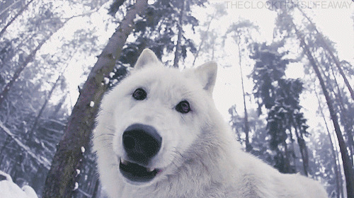 雪山白色猎犬gif图:狗狗