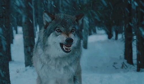 雪山狼犬动态图片:狗狗