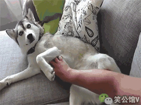 狗狗喜欢挠痒痒搞笑图片:狗狗
