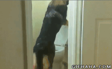 狗狗上厕所搞笑图片:狗狗